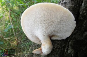 polyporus tuberaster (1) (1200 x 800).jpg_product_product_product